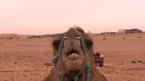 Dromedary Camel Desert Tataouine Tunisia sahara animal Amazing New FULL HD 2021