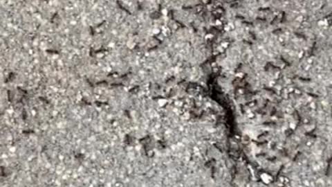 Ant Traffic