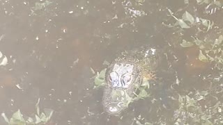 Small Alligator in the creek