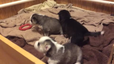 Siberian Husky Puppies Playing, Howling, Pushing..Bundles of Funny Cuddly Cuteness