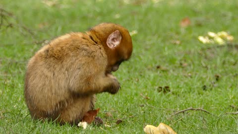 A little monkey is eating dinner in the garden