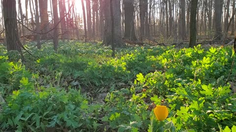 Spring Sunrise in Southeast Michigan Forest