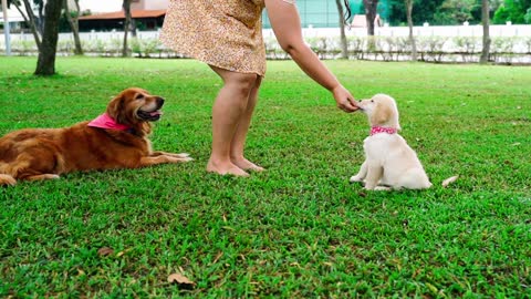 Woman Feeding a Puppy , How much should I feed my one month old puppy?