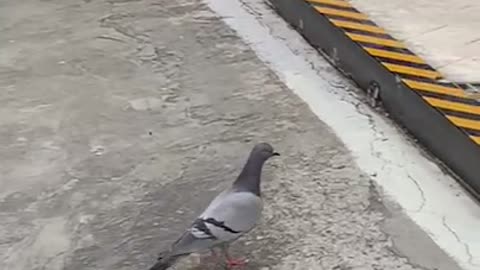 Pigeon walking around like hell.