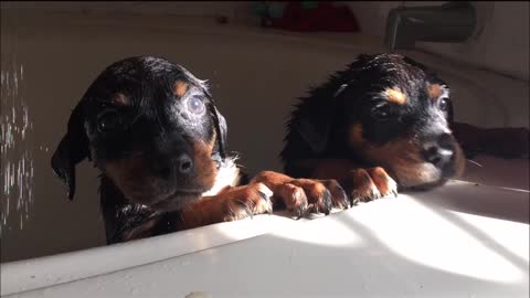 Morning Sunlight dances on the most adorable puppies