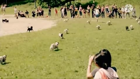 Cute pugs running around