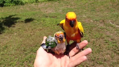 Father Bird Feeds Baby Parrot After Mother Dies