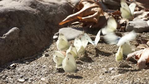 REUNION OF WHITE BUTTERFLIES!