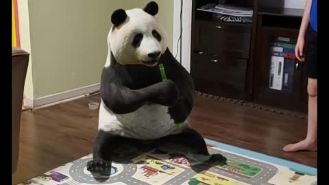 Panda at home
