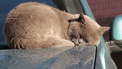 Cat only like to sleep.