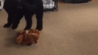 Black curly fur dog chase tail