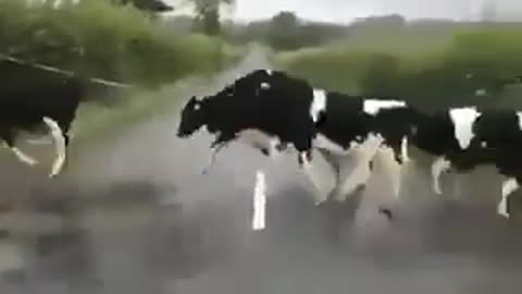 One cow jumps, the whole herd does the same