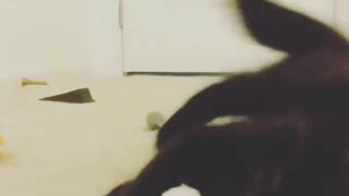 Cat Playing with Mouse