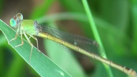 Most Beautiful Dragonfly Part 2 | Skyhunter | Sri Lankan Dragonfly