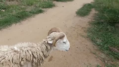 Very scary sheep who get angry when someone challenge to fight