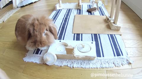 Smart rabbit conquers obstacle course for treats