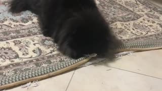 Big Blacky Cat Playing