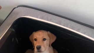 Hungry Pup Jumps into Kennel for Food