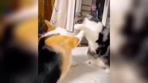 CATS you will remember and LAUGH all day! 😂Funny Cats Videos 2023 