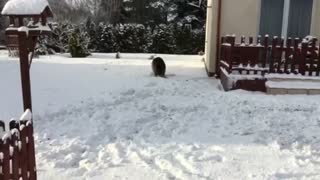Crazy Dog Digging Snow