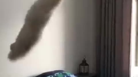 Hilarious Cat Swinging On a Lamp Holding It by Claws