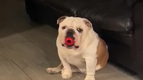 Edison like nope my Kong