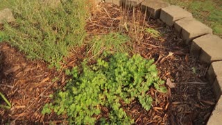 Cilantro growing in the winter
