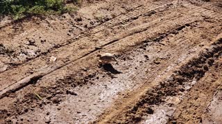 Grey Francolin