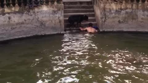 Dedicated Dog Helps his Human