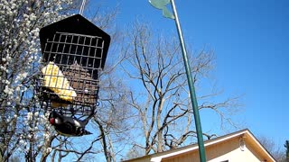 Downy Woodpecker March 29, 2021