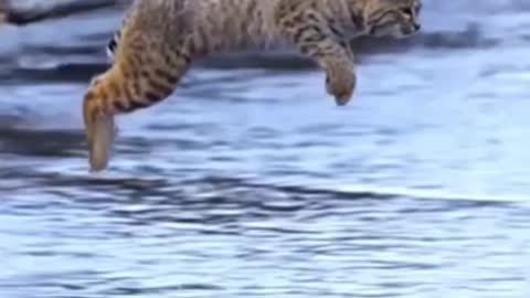 Cat high jump viral video