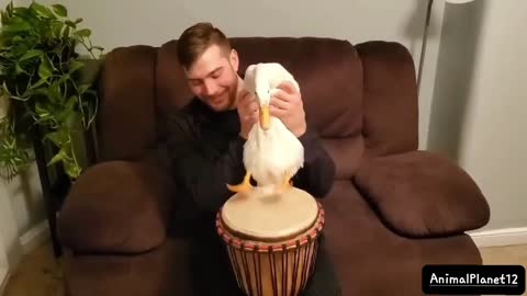Duck playing the drums_ funny video _ AnimalPlanet12 _(1080P_HD).mp4