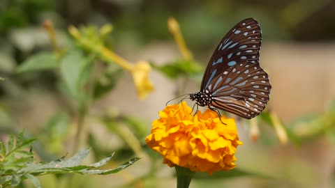 His bed sips the nectar of flowers