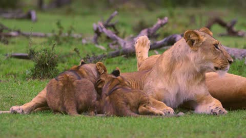Lion Cubs are feeding from Mother