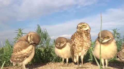 Compilation of funny owls and super cute owls 2020