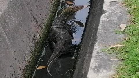 Big lizard swims in the river it's terrifying