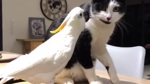 cat and parrot are best friends, watch how he pulls on his whiskers