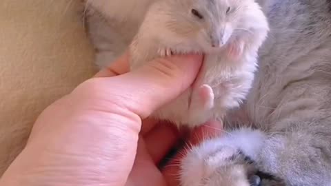 Kitten And Hamster