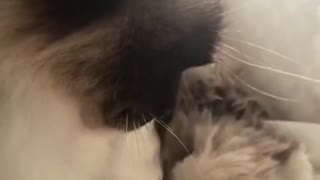 Dog playing with cat on bed