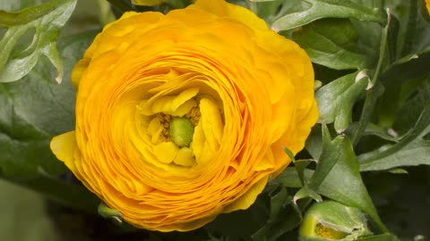 Beautiful flower yellow