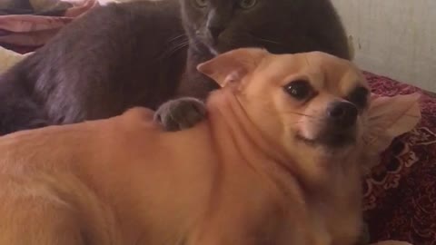 The cat almost killed the dog!