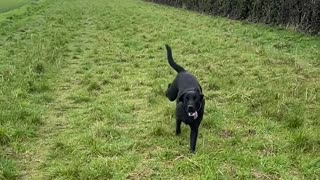 Slow Motion Dog in The Field