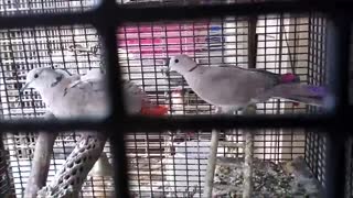 🕊 Releasing My Hand-Reared Baby Doves 🕊