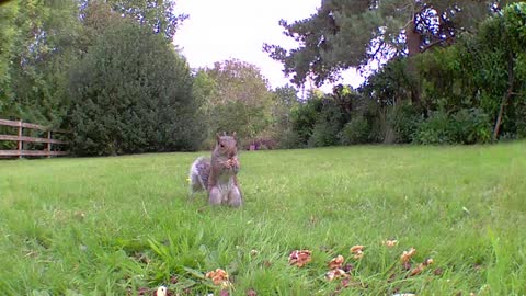 Squirrel chasing magpies away