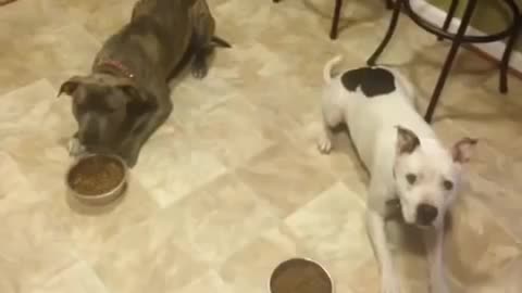 These american pitbulls are well-trained