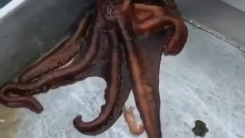 An octopus escaped from the boat.