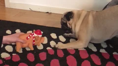 Pug gets attacked by superscary christmaspig!