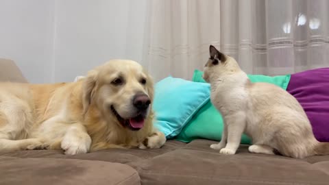 Golden Retriever Attacked by Kitten