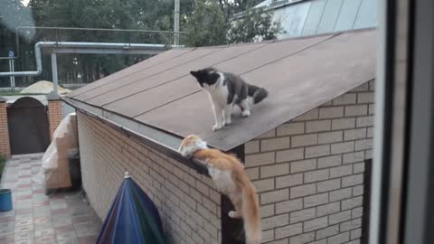 Cat fell from the roof