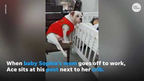 dog caring baby